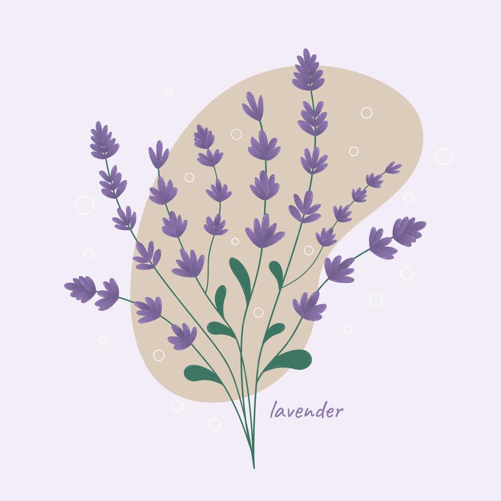 Vektor-Illustration von Blumen. Lavendel. Strauß. Lavendel. handgemalt. isolierter Hintergrund. vektor