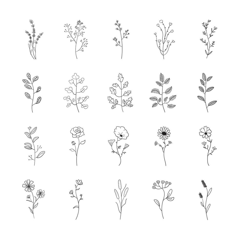 vektor illustration blomma botaniska blomma blad. isolerad bakgrund