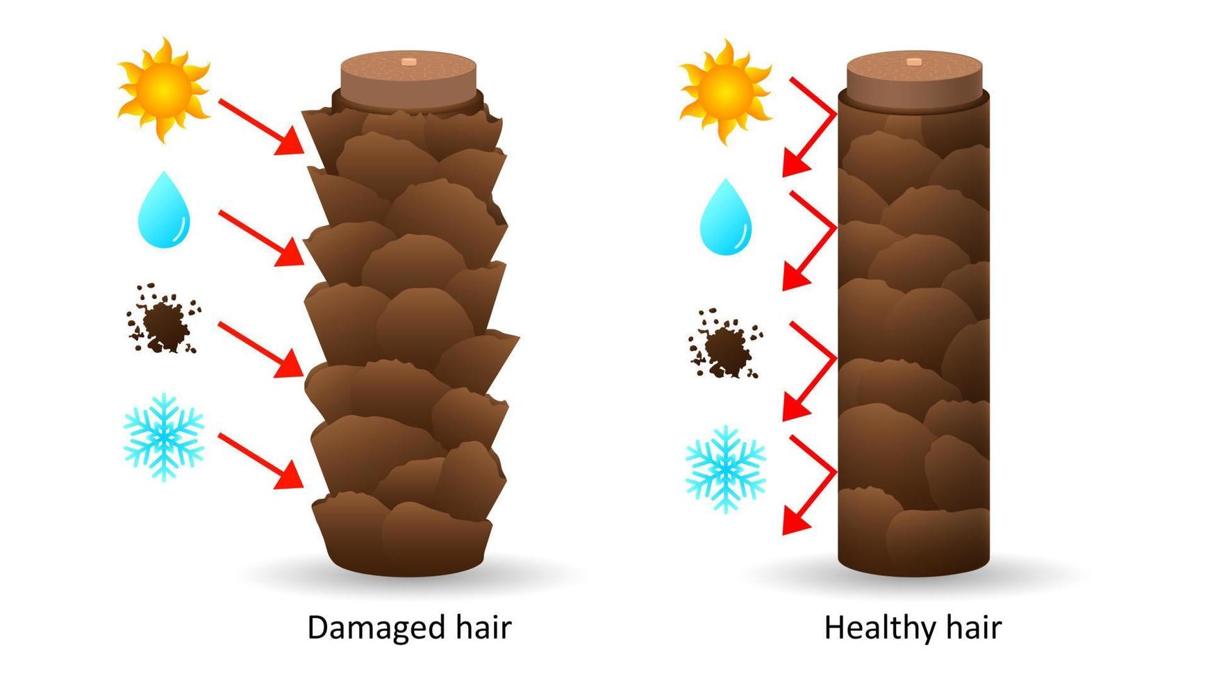 Klimafestes und empfindliches Haar unter dem Mikroskop. Zerstörung der Haarzellen durch Sonnenlicht und Frost mit negativen Auswirkungen auf Feuchtigkeit, Schmutz und gesunde Schuppen mit schädlichen Auswirkungen von Reflexionsvektoren vektor