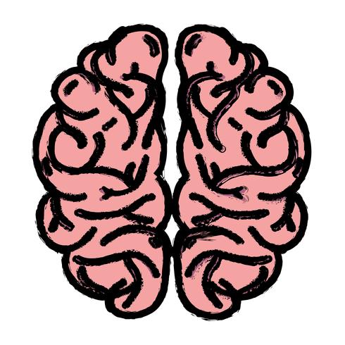 menschliche Gehirn Anatomie kreativ und Intellekt vektor