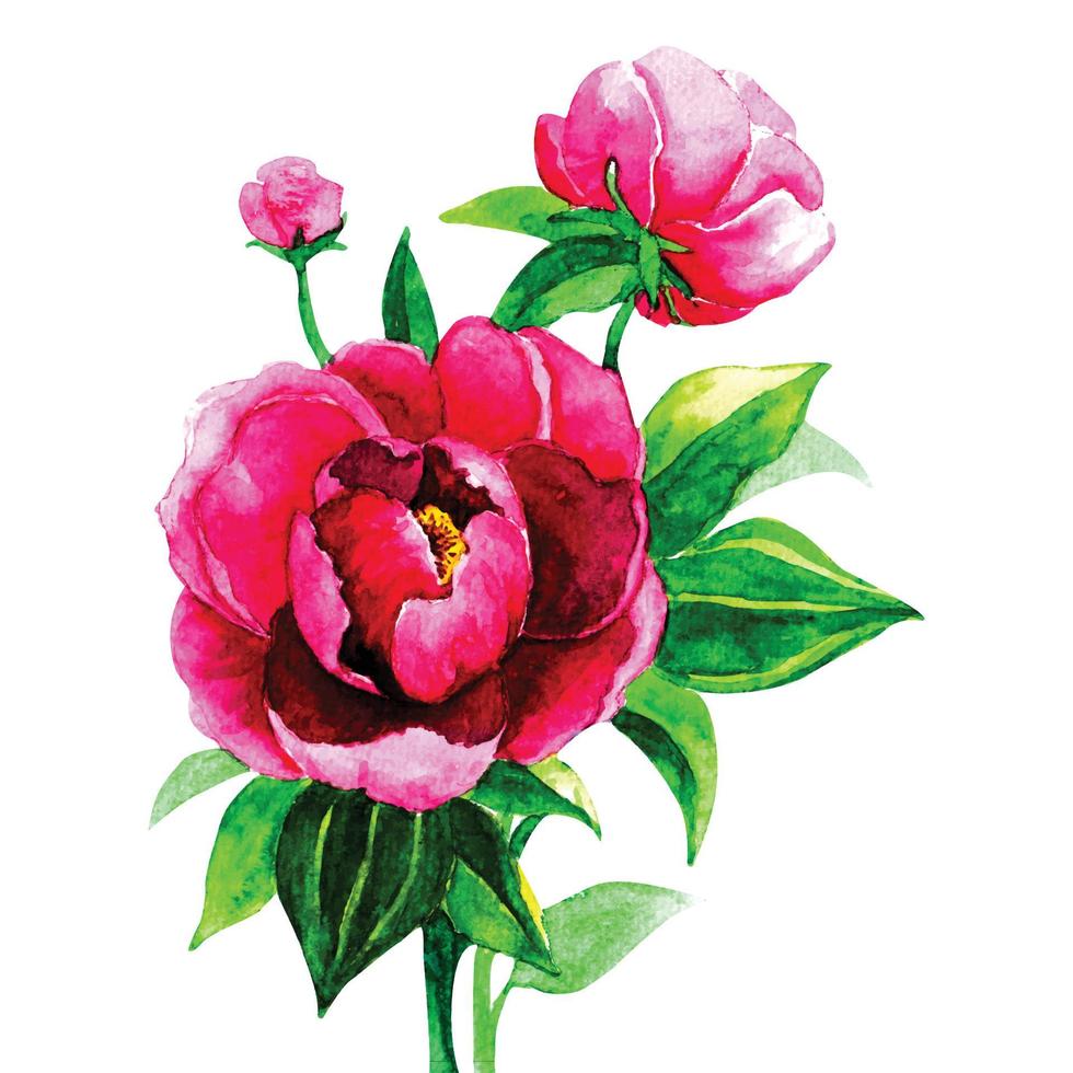 akvarell ros blomma botaniska illustration, handritade vektor