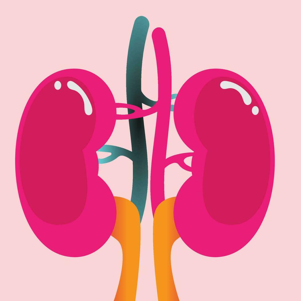 diagram över mänskliga njurar vektor