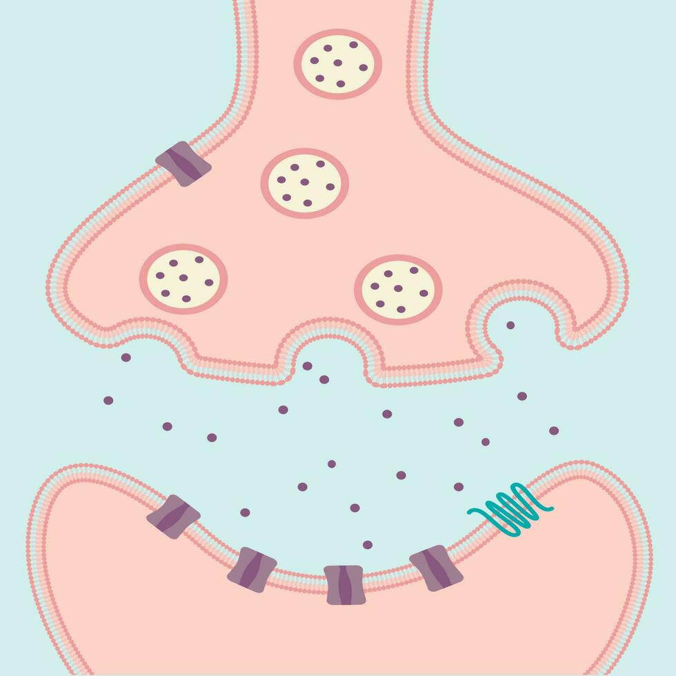 Multipolares Neuronendiagramm vektor