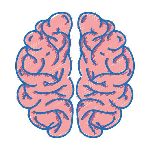mänskliga hjärnans anatomi till kreativa och intellekt vektor