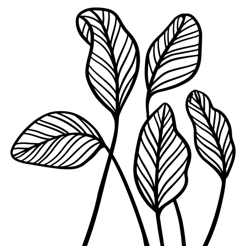 tropische Blätter im Skizzenstil isoliert auf weißem Hintergrund. Haufen großer Palmenblätter im linearen Stil. Botanischer minimalistischer Druck exotischer Pflanzen, Skizze für Stoffdesign. Vektor-Illustration. vektor