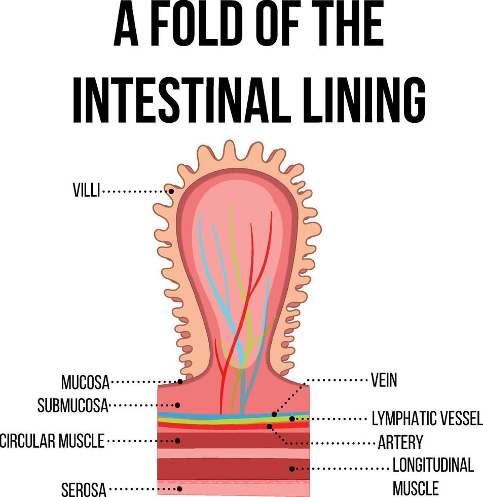 diagram som visar veck av tarmslemhinnan vektor