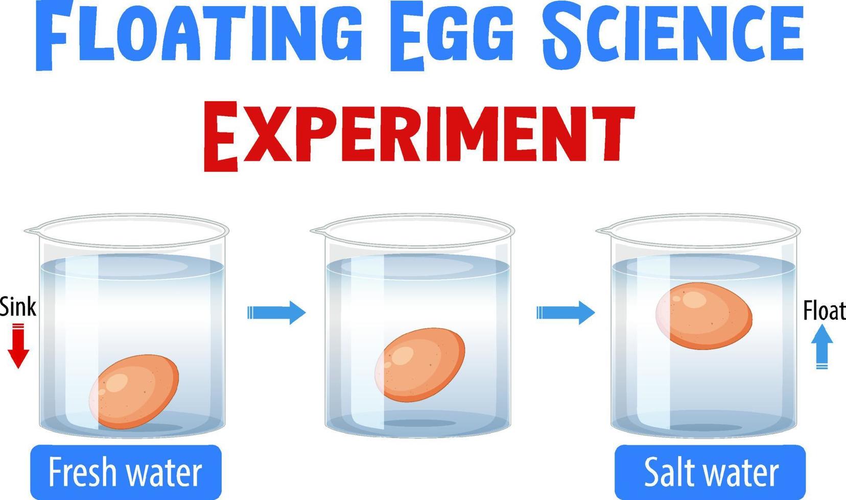 diagram som visar experiment med flytande ägg vektor