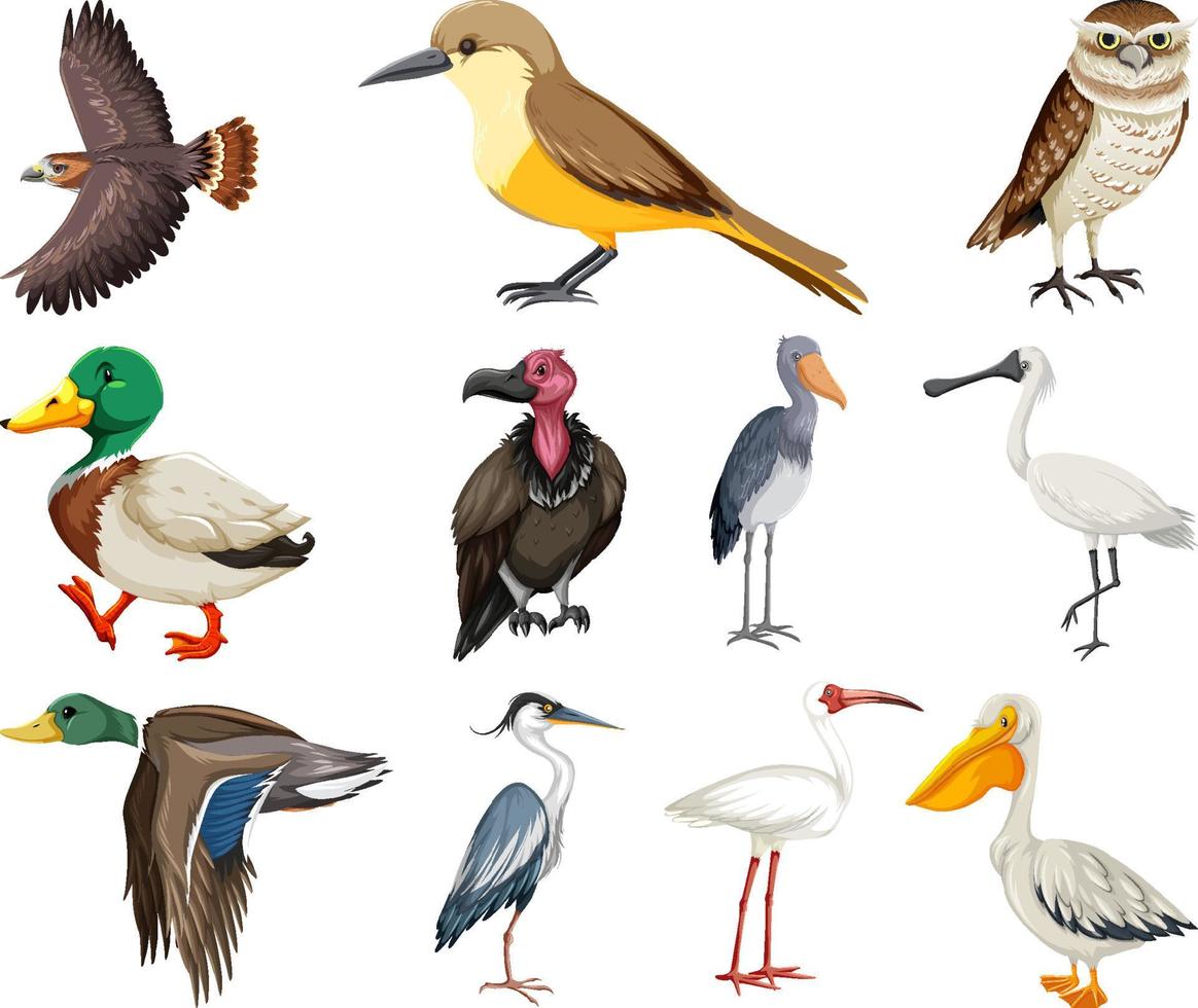 verschiedene Arten von Vogelsammlungen vektor