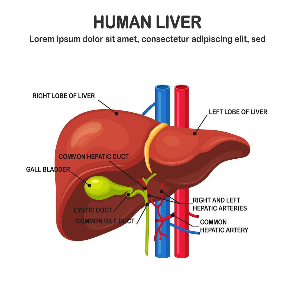 menschliche Leber auf Hintergrund isoliert. inneres Organ. Gallenblase, Aorta, Pfortader, Lebergang. medizinische Wissenschaft Anatomie. Vektor flaches Design