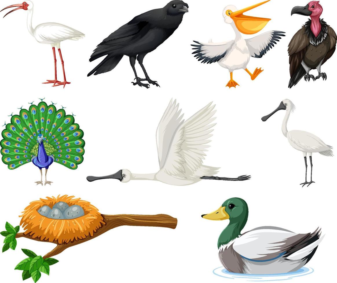 olika sorters fågelsamling vektor