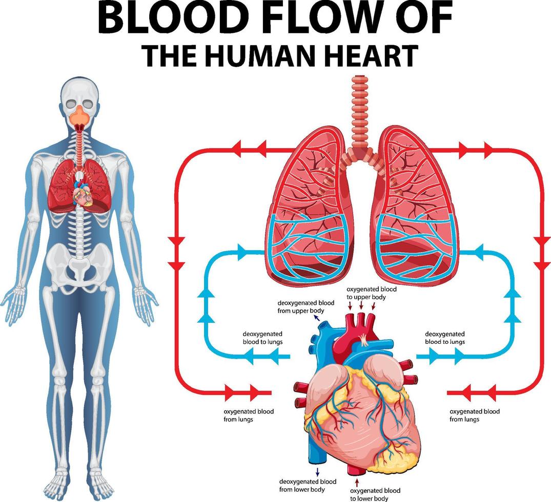 Diagramm, das den Blutfluss des menschlichen Herzens zeigt vektor