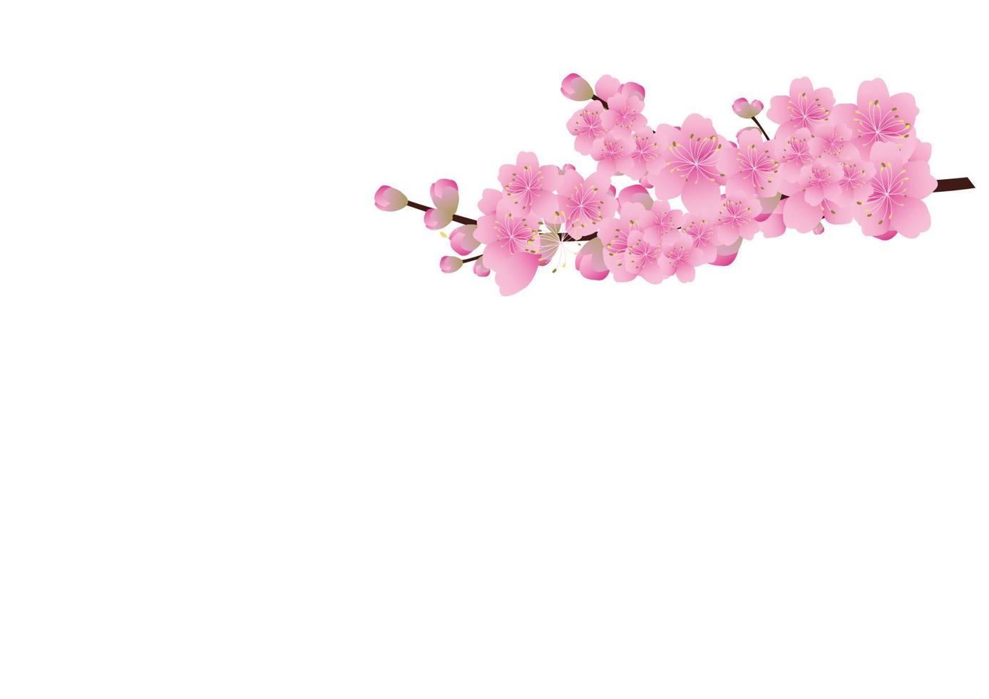 Sakura-Blumen-Hintergrund. Kirschblüte isoliert weißer Hintergrund vektor