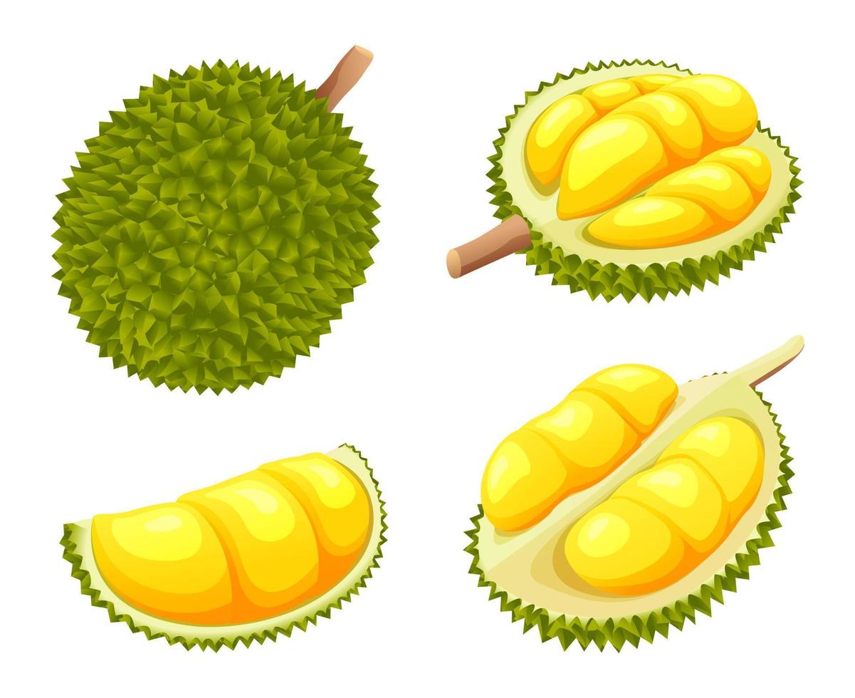 satz frischer ganzer und halber durian-illustration lokalisiert auf weißem hintergrund vektor