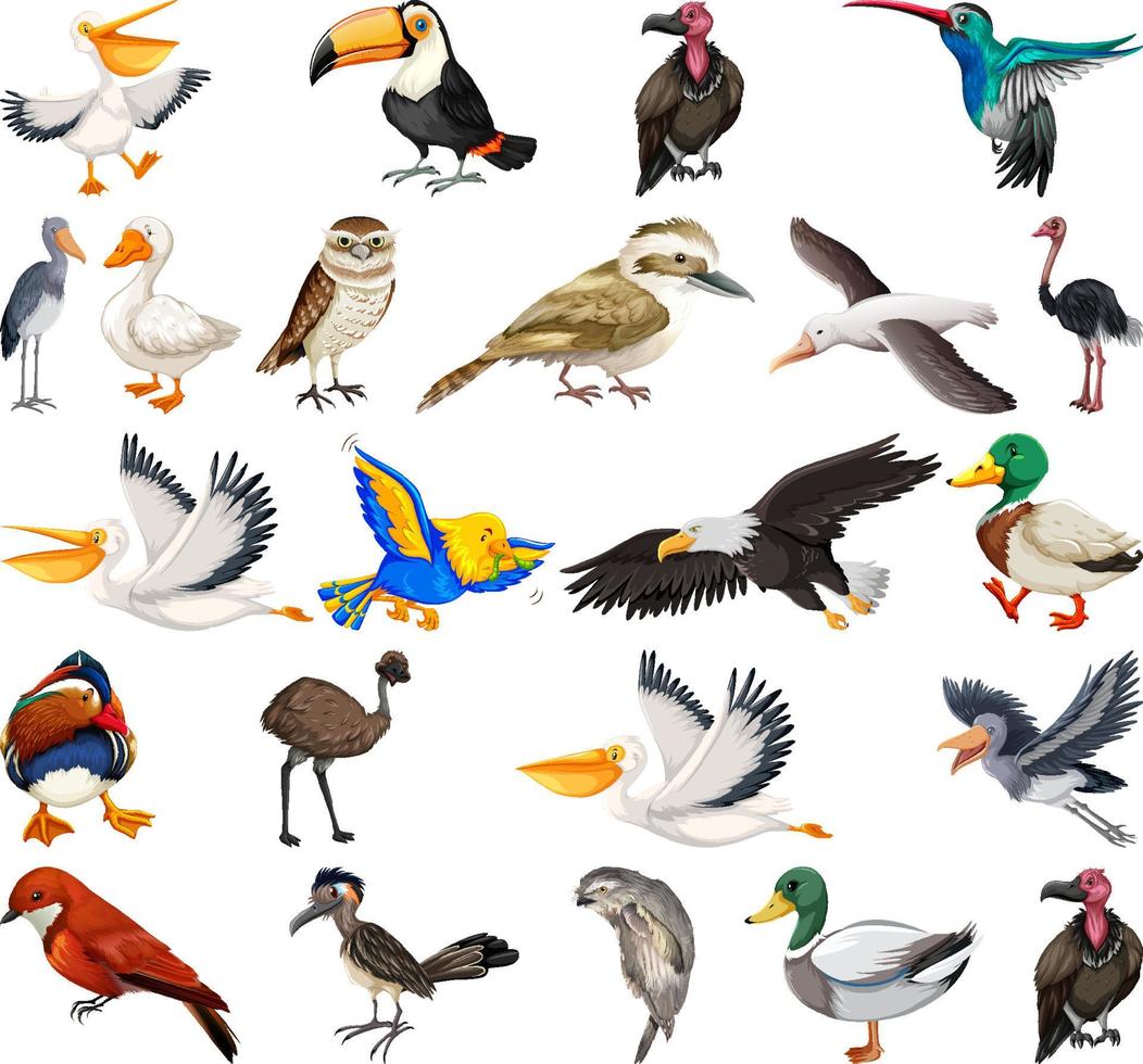 olika sorters fågelsamling vektor