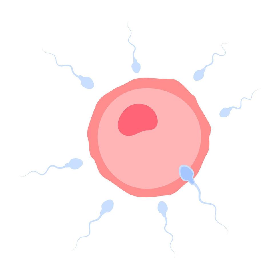 spermier rinner in i den kvinnliga äggstocken för att befrukta en kvinnas graviditet. vektor