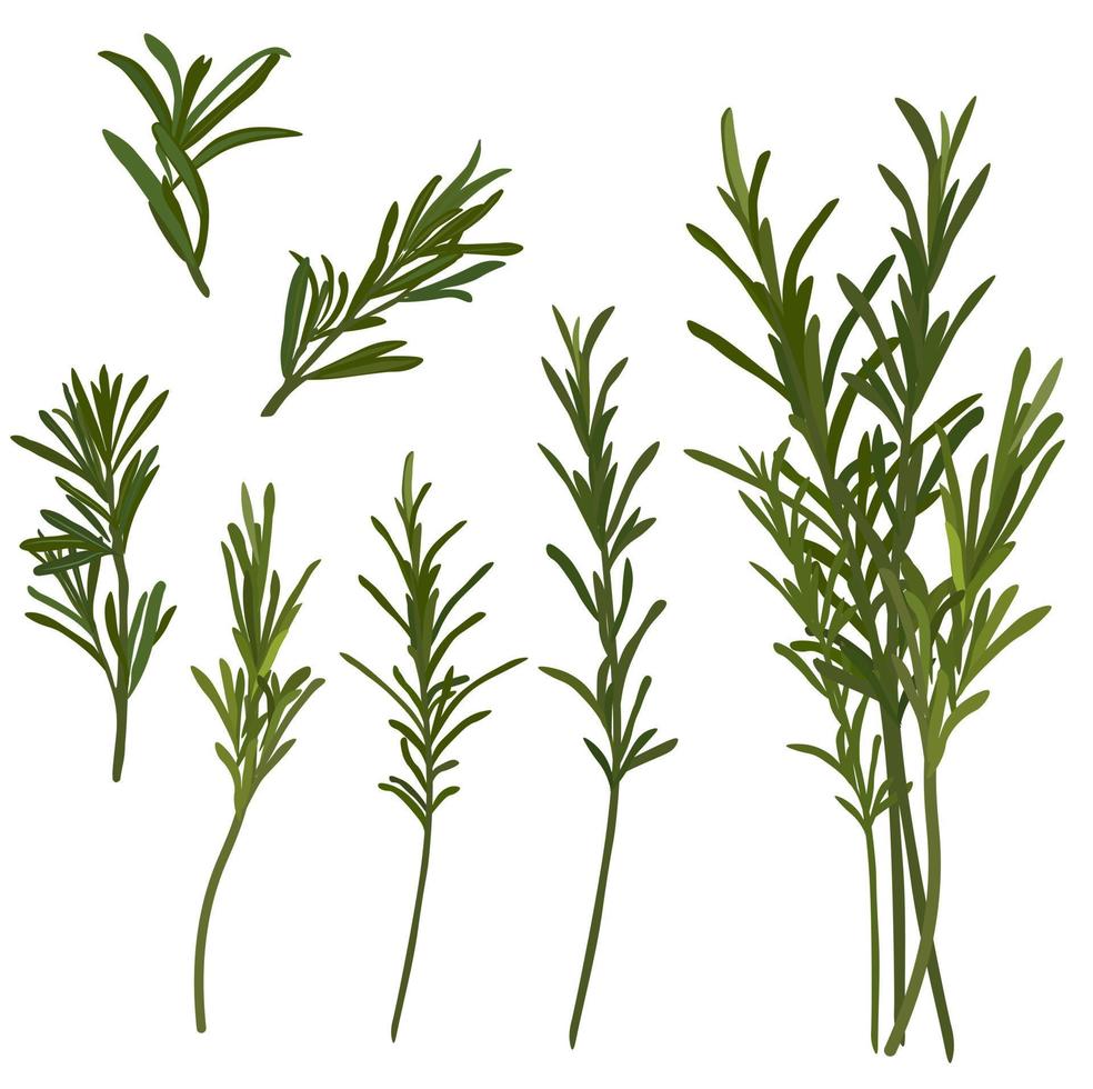 Rosmarin-Vektor-Lager-Illustration. eine Reihe grüner Zweige mit Gewürzen und Gewürzen zum Kochen. getrennt auf einem weißen Hintergrund vektor