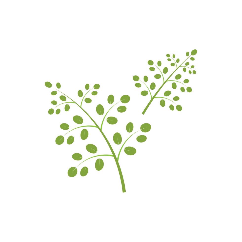 Moringa-Blatt-Logo-Illustrationsvektordesign vektor