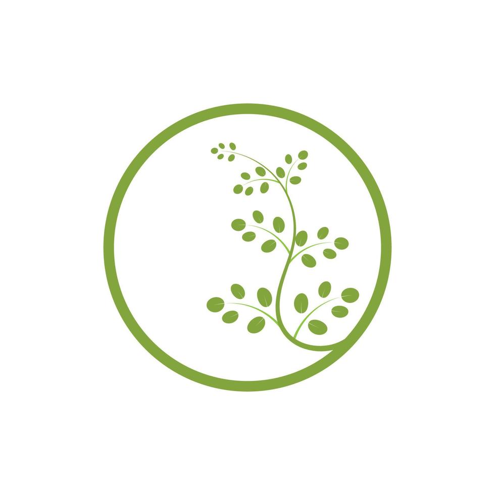 moringa leaf logotyp illustration vektordesign vektor