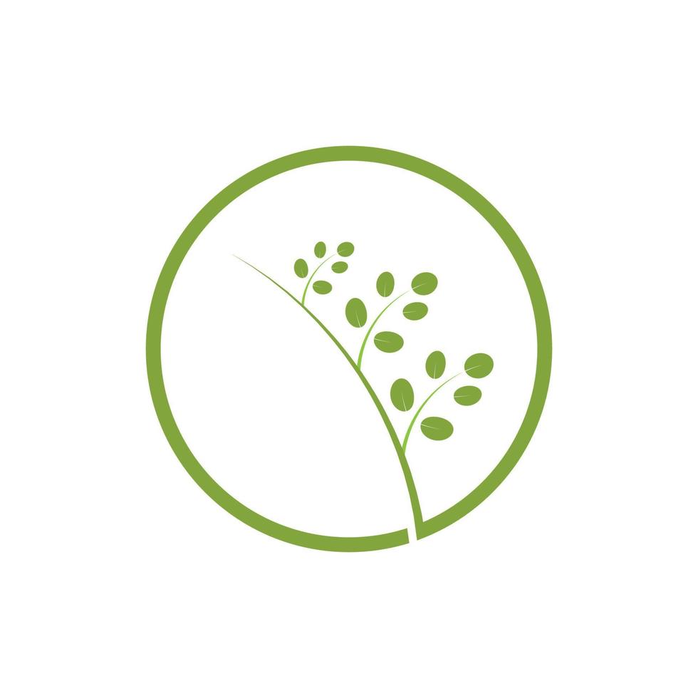 moringa leaf logotyp illustration vektordesign vektor