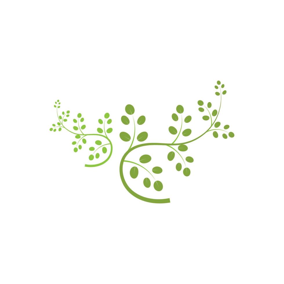 Moringa-Blatt-Logo-Illustrationsvektordesign vektor