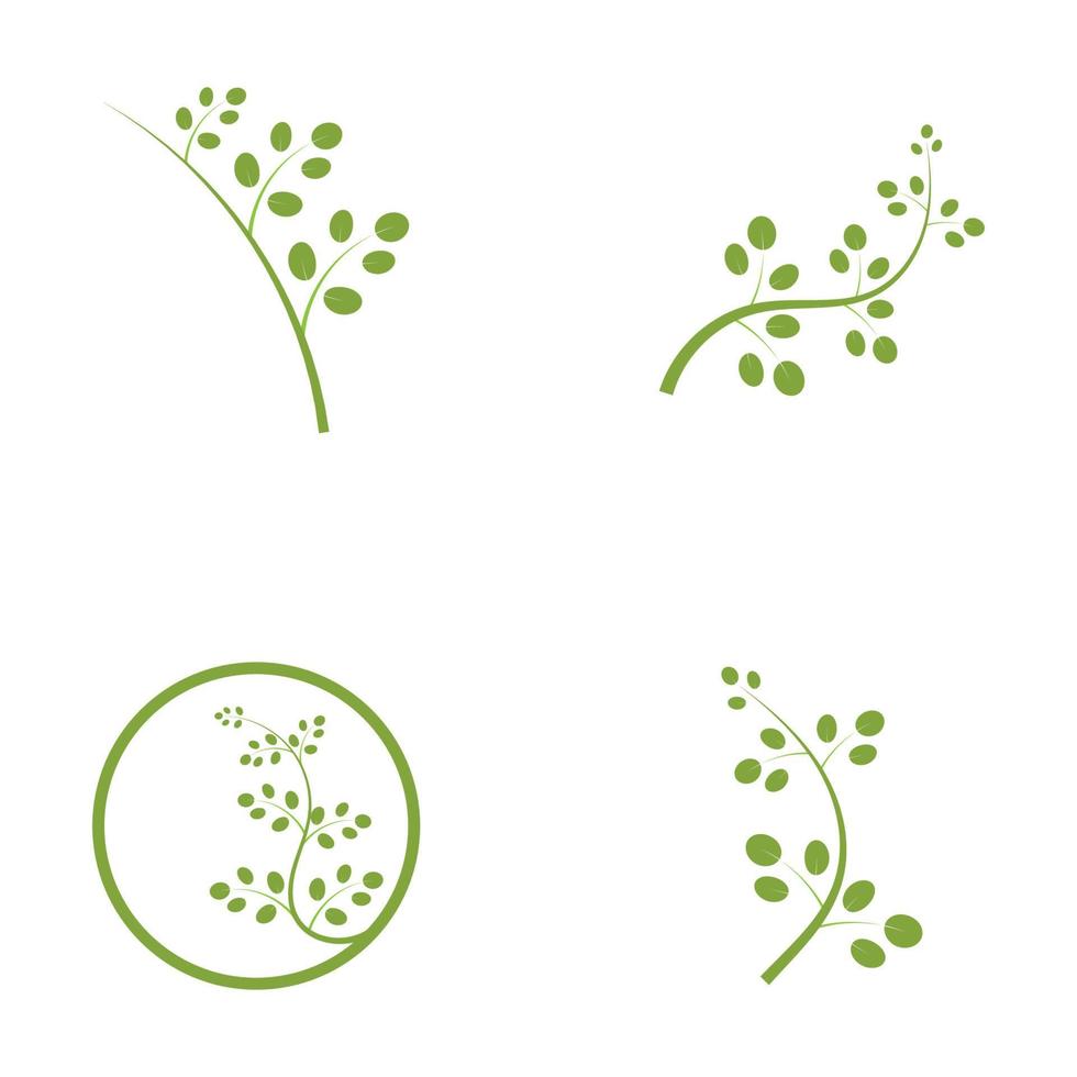 Moringa-Blatt-Logo-Illustrationsvektordesign vektor