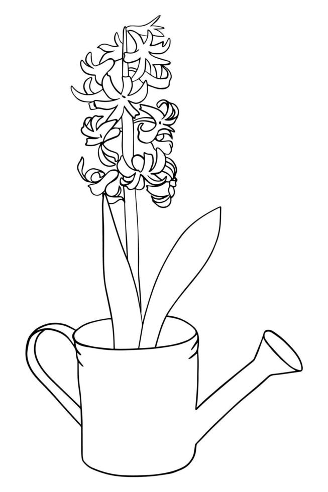 hyacint i en kruka. botanisk målarbok. doodle stil vektor