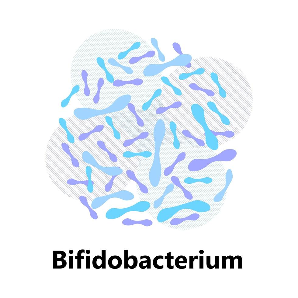 probiotische Bakterien. Lactobacillus, Bulgaricus-Logo mit Text. Es werden amorphe Symbole für Milchprodukte wie Joghurt, Acidophilus gezeigt. Lactococcus, Propionibacterium werden gezeigt. vektor