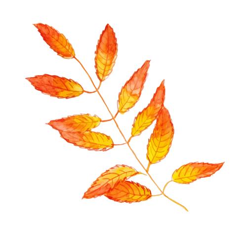 Schönes Aquarell Autumn Leaf vektor