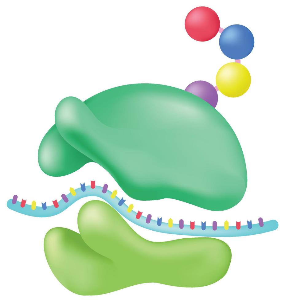 Ribosomer är små organeller i celler. vektor