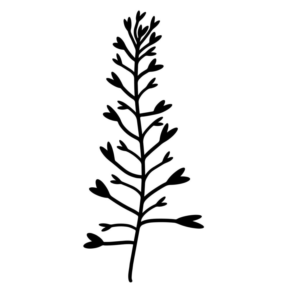 Zweig mit Blättern. Vektorsymbol isoliert auf weißem Hintergrund. Hirtentäschel, Kreuzblütler. handgezeichnetes Gekritzel. schwarze Silhouette einer Pflanze. botanisches Element. Heilkräuter. vektor