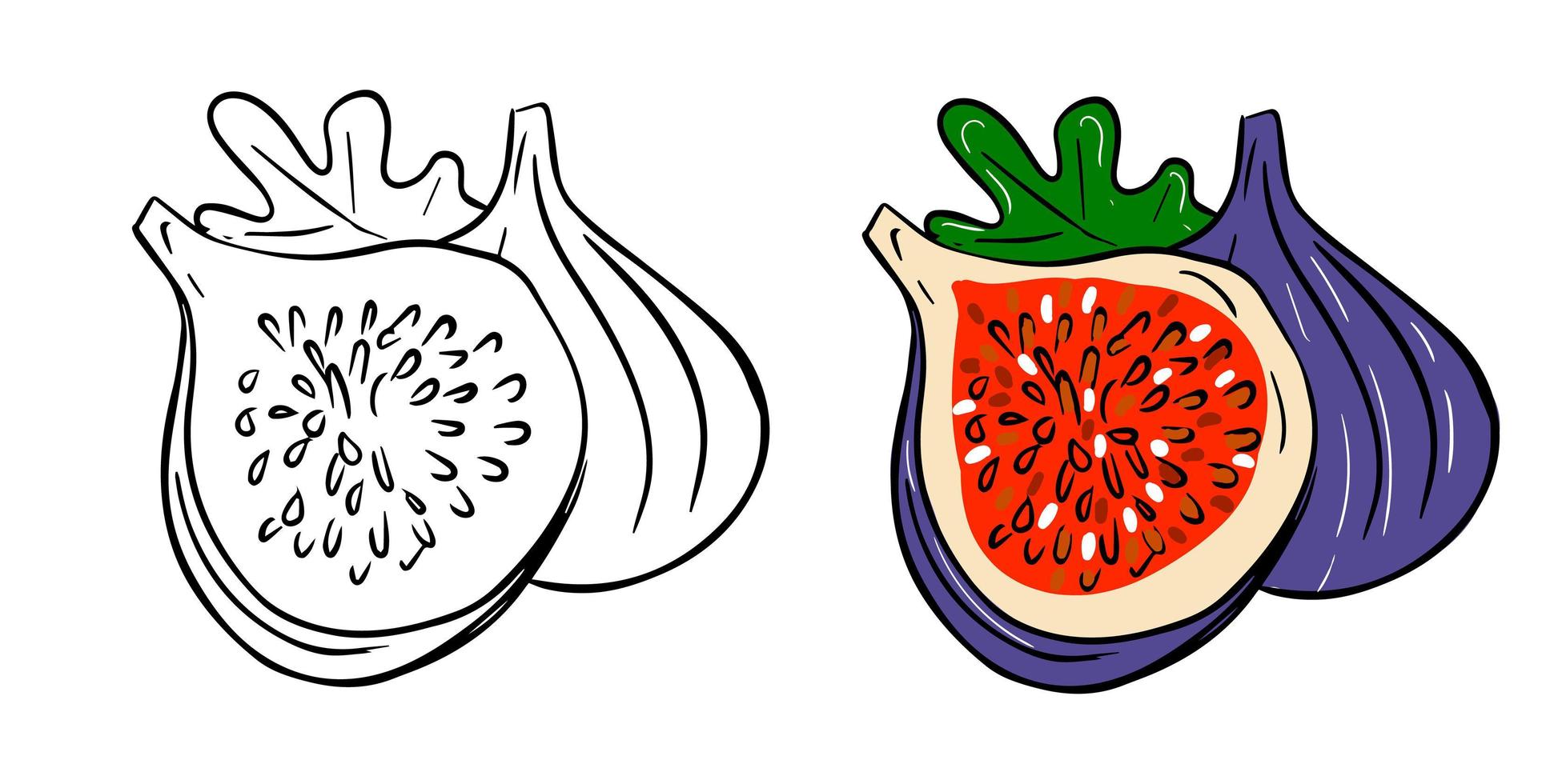 fikon tecknad illustration. skuren och hel fikon med bladsammansättning vektor