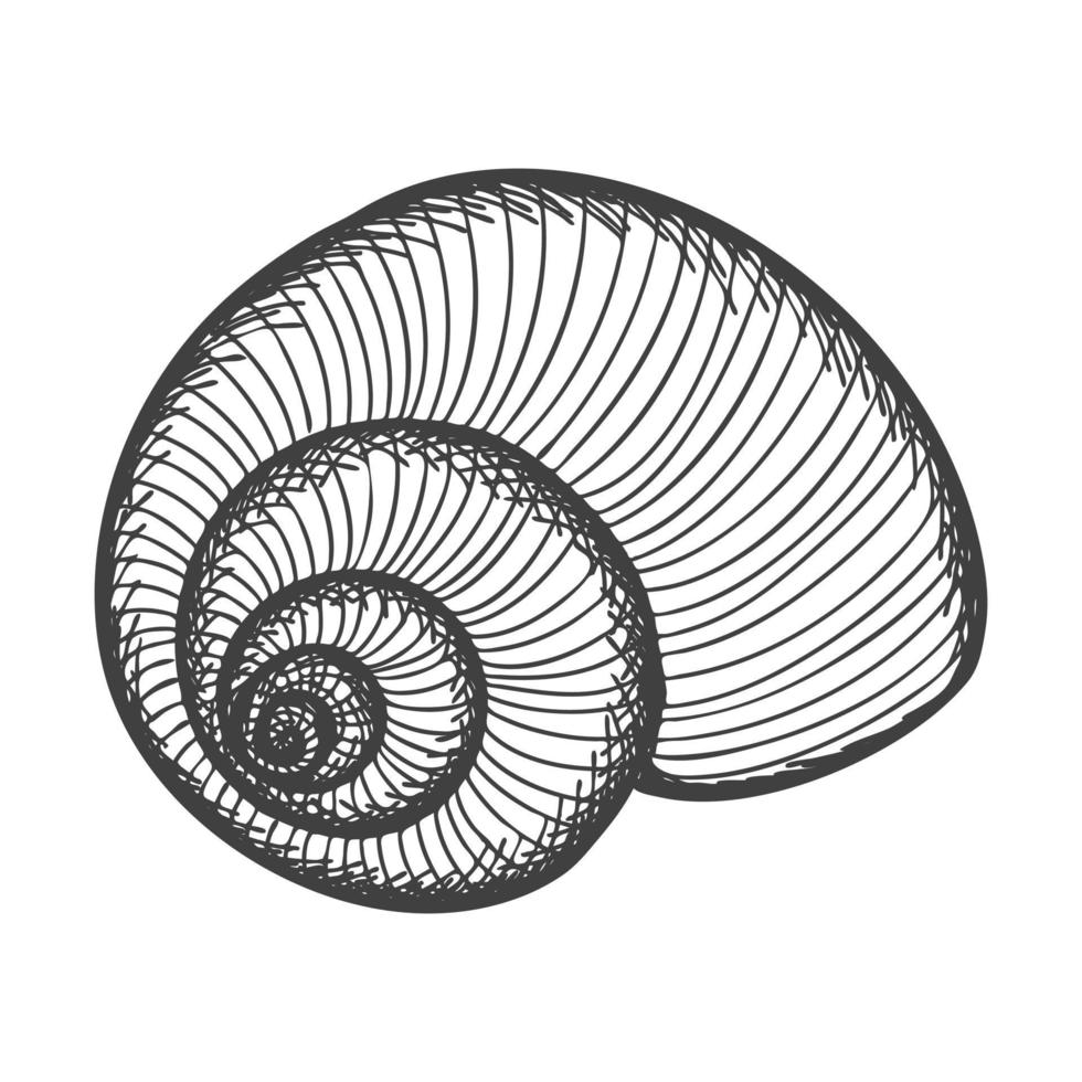 handgezeichnete Muscheln. leere spiralförmige feste Schale einer Muschel oder Schnecke. skizzenstil, gravierte zeichnung. Schwarz-Weiß-Illustration isoliert auf weißem Hintergrund. vektor