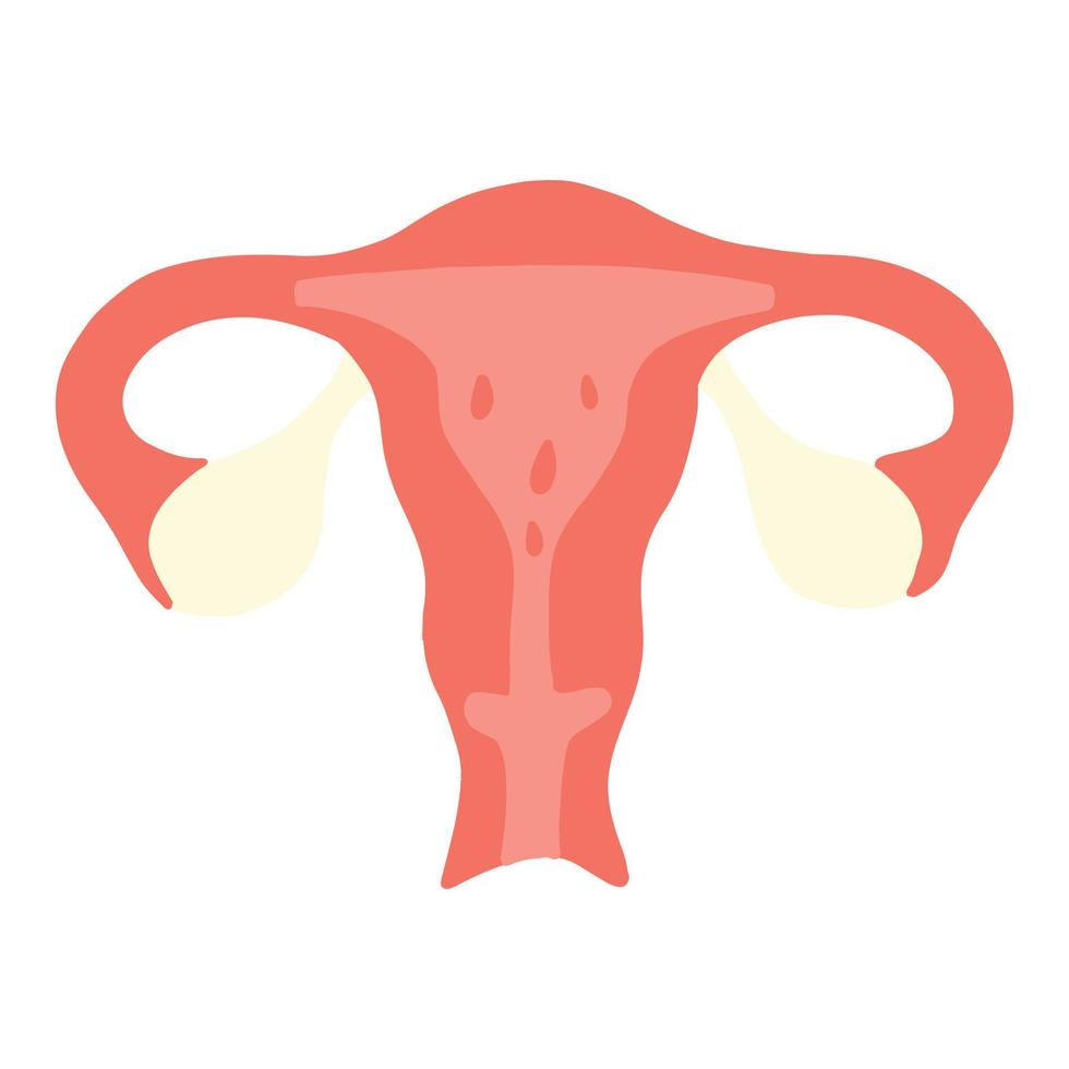 den kvinnliga livmodern i sektionen. menstruation koncept. vektor illustration.