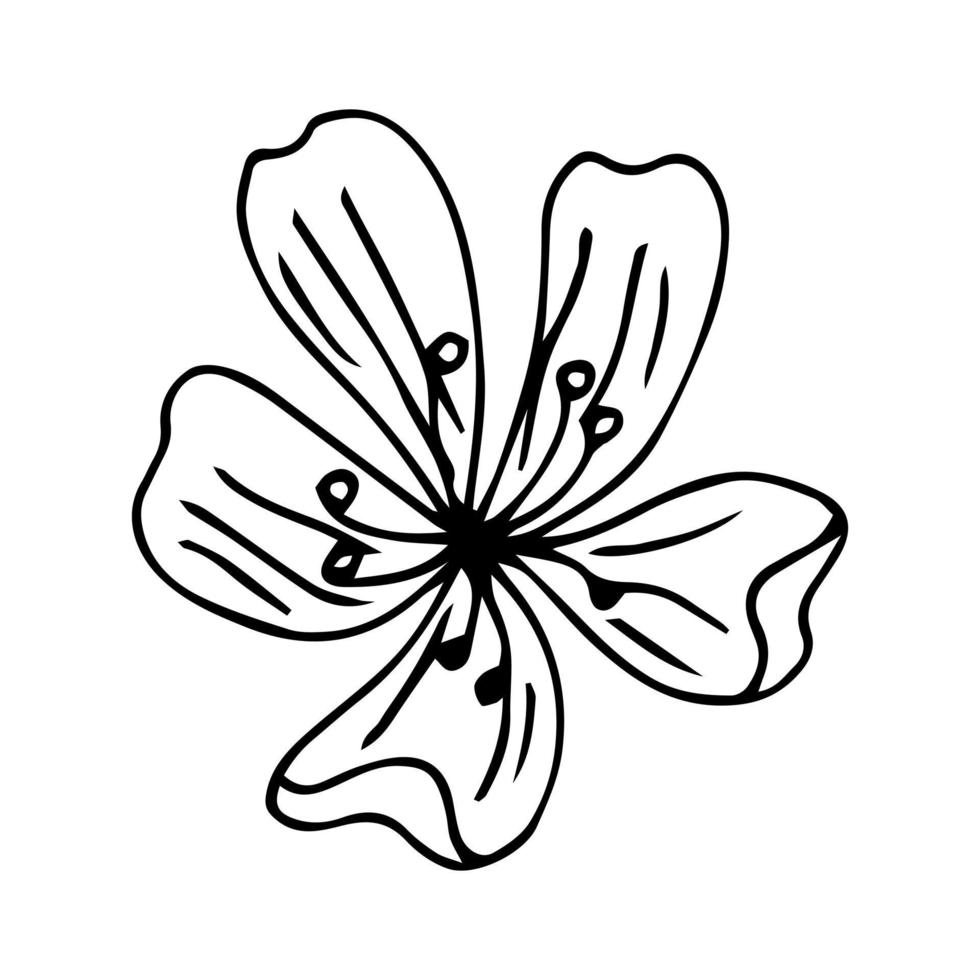 abstrakter Blumenumriss auf weißem Hintergrund, Sakura-Blütenvektor vektor