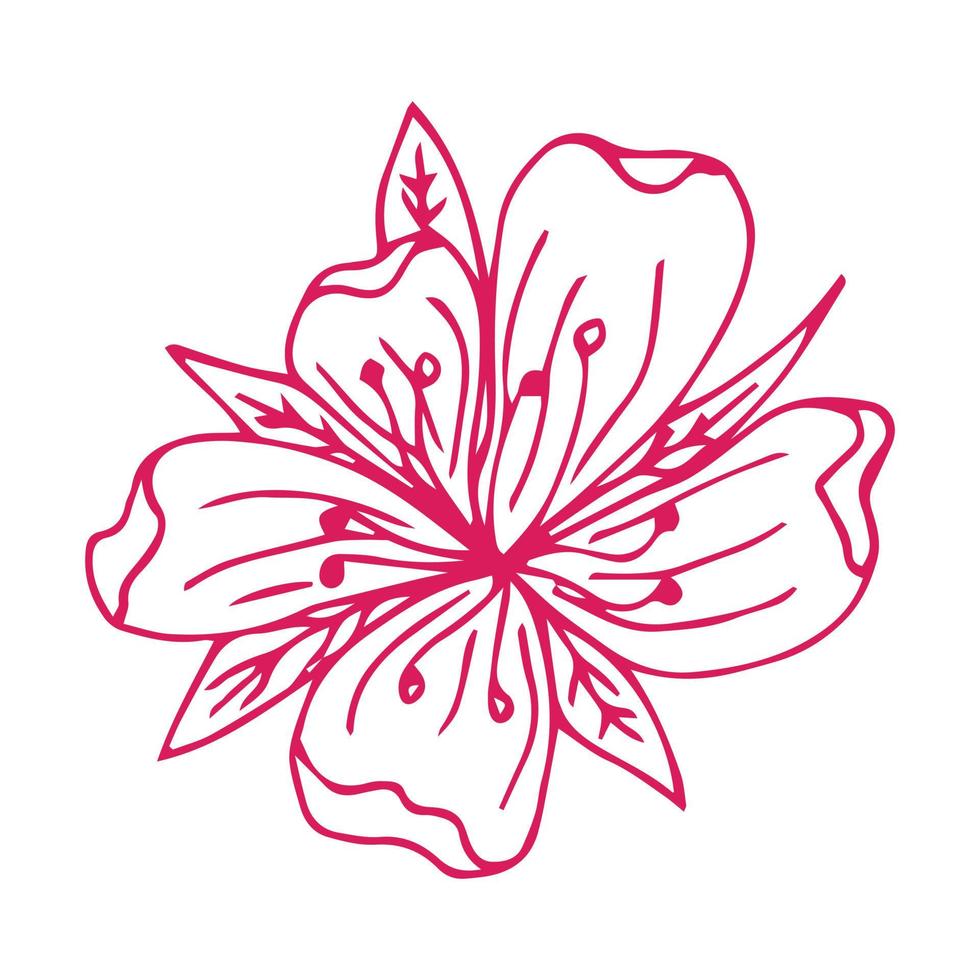 sakura blomma doodle ikon. ryggrad isolerad på vitt. en linje kontur blommig drawing.vector illustration vektor