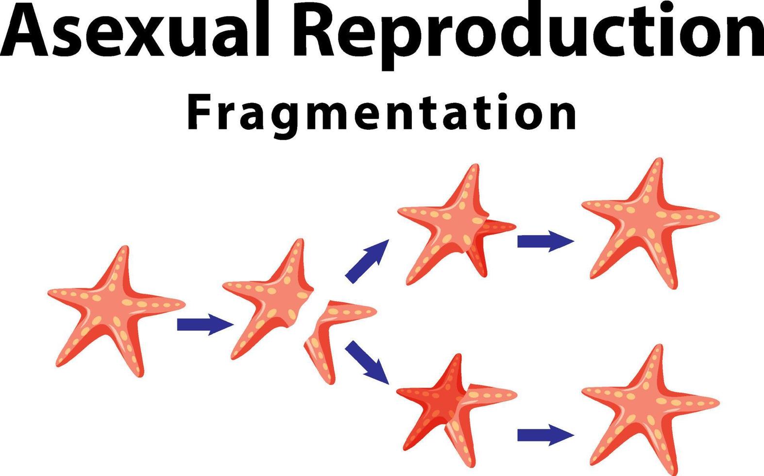 asexuell reproduktion fragmentering med sjöstjärnor vektor