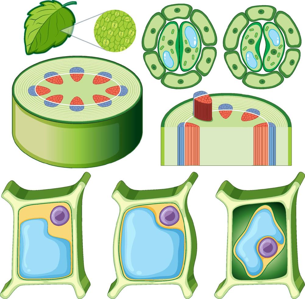 Satz verschiedener Pflanzenzellen vektor