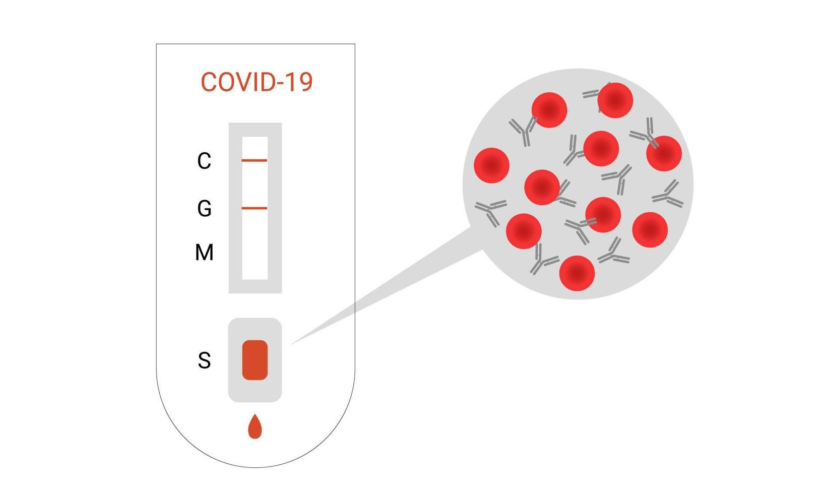 antikroppstest. snabbtest för coronavirus. röda blodkroppar med antikroppar i en droppe blod. platt. vektor illustration