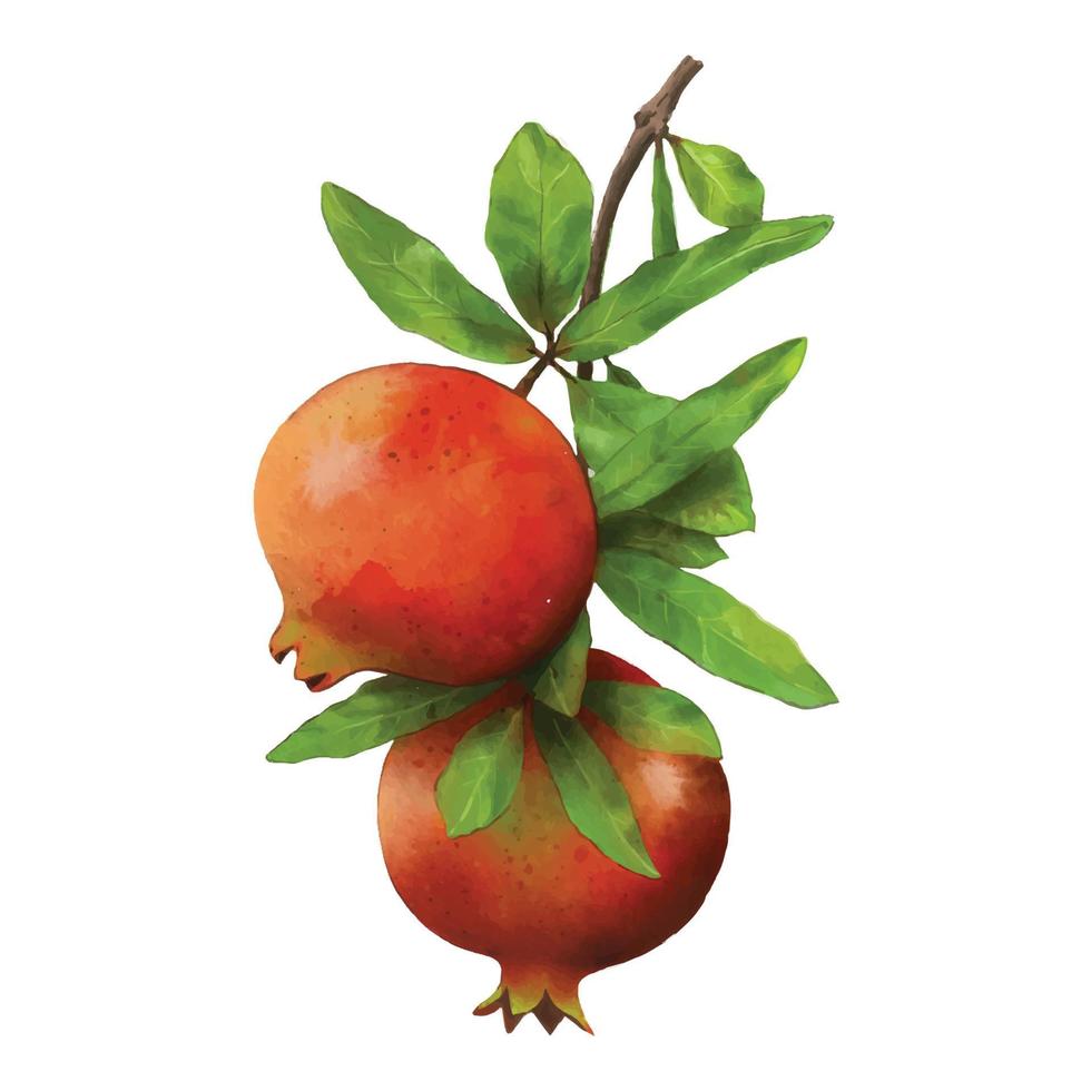 Ein Haufen Granatapfelfrüchte, die rot, grün, orange mit grünen Blättern auf weißem Hintergrund sind. vektor