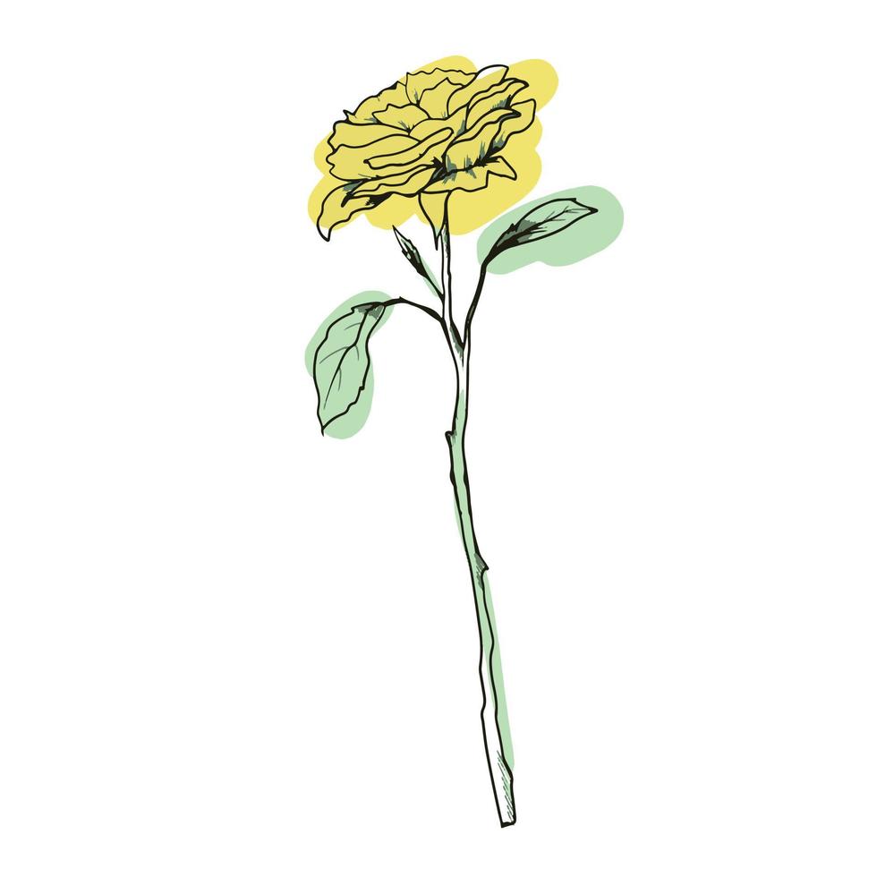 Freihandzeichnung der gelben Rosenblume vektor