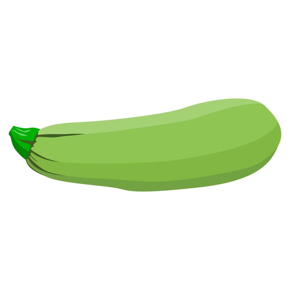 zucchinigrüne Abbildung vektor