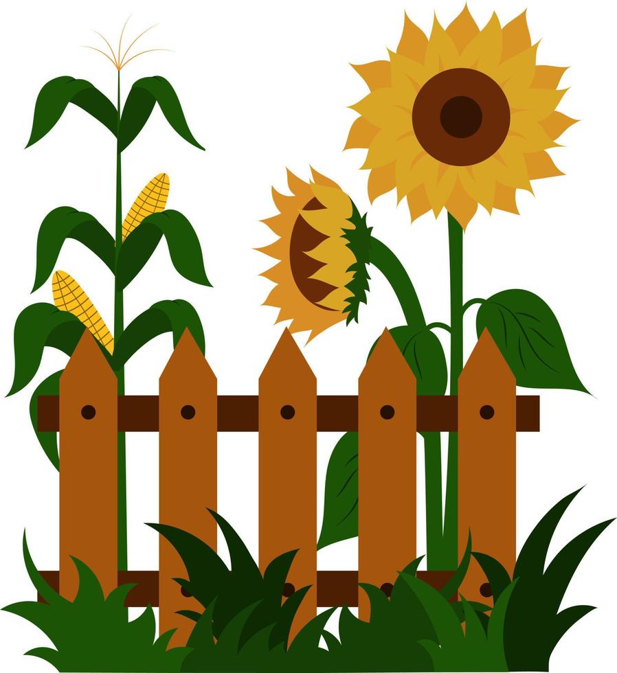 solrosor och majs blommar nära staketet. illustration av en sommarbygd, en vacker gård. vektor