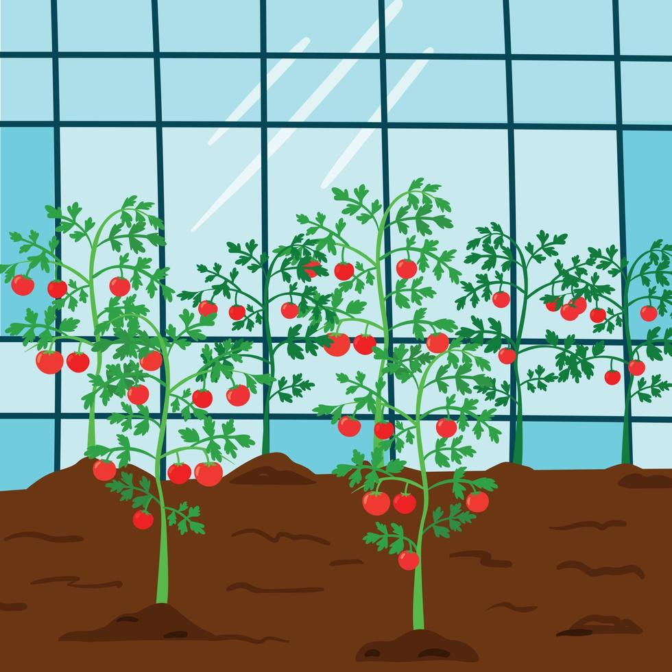 Illustration des Gewächshauses mit Tomatensämling vektor