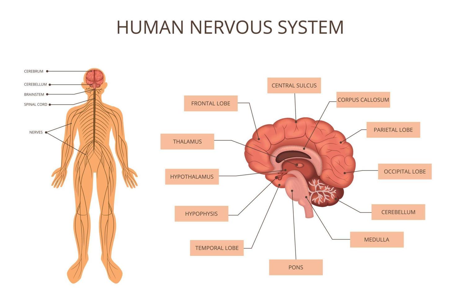människokroppens organsystem infographic vektor