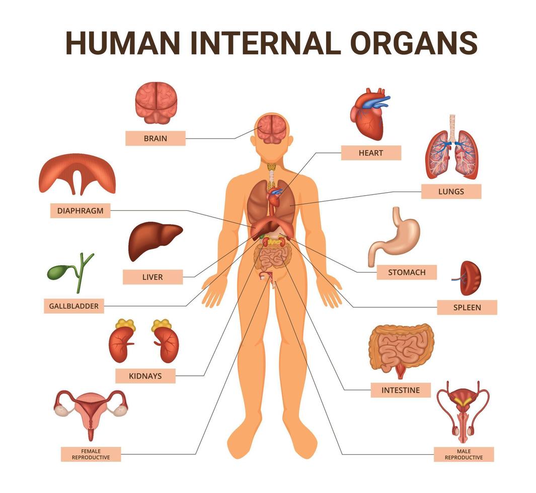 Farbige Organsysteme des menschlichen Körpers Infografik vektor