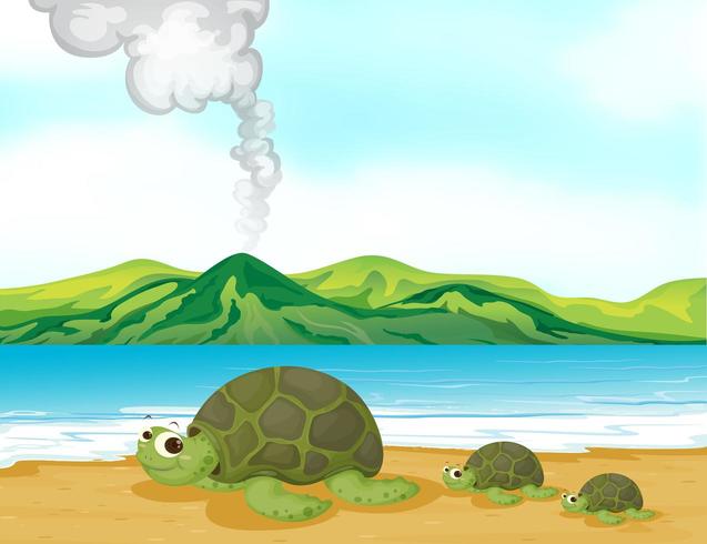 En vulkanstrand och sköldpaddor vektor
