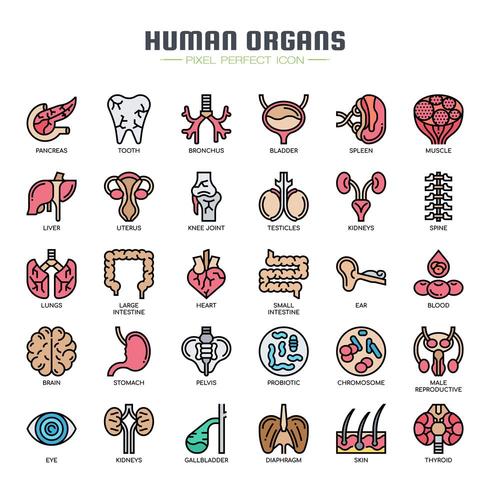 Menschliche Organe dünne Linie Symbole vektor