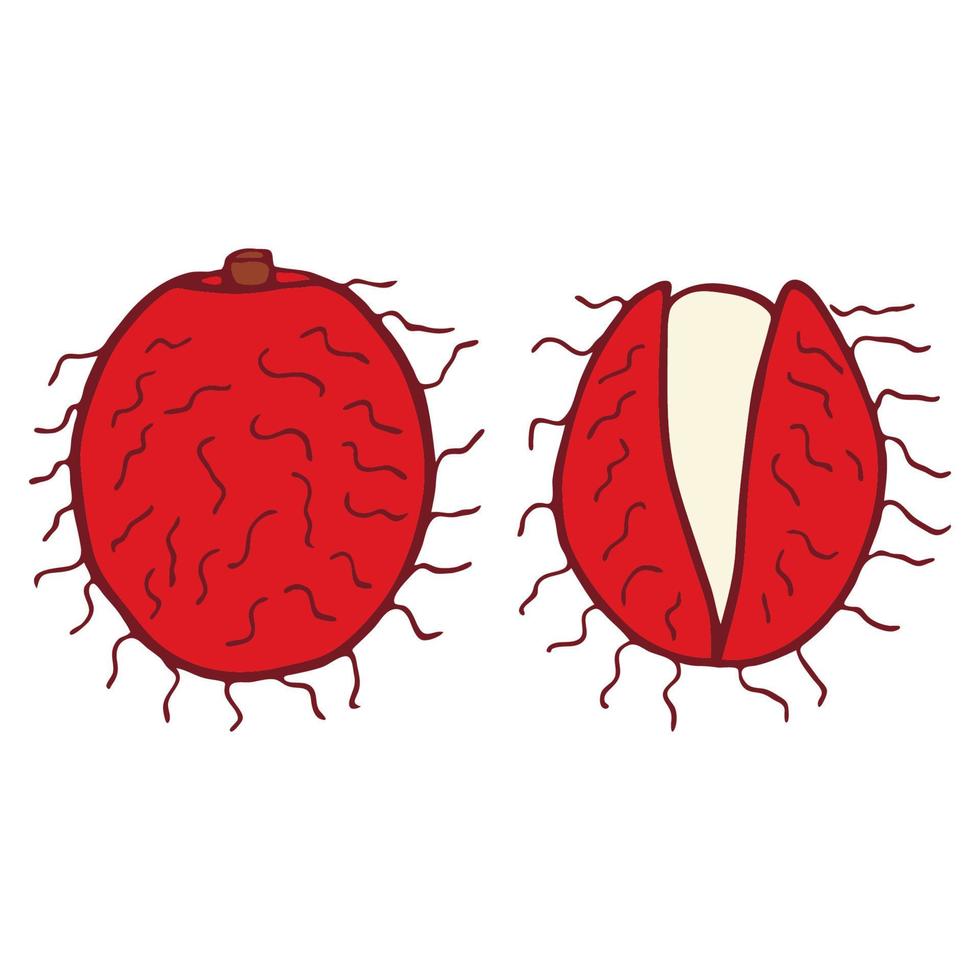 handritad linjekonst tecknad rambutan. isolerade platt vektor illustration.