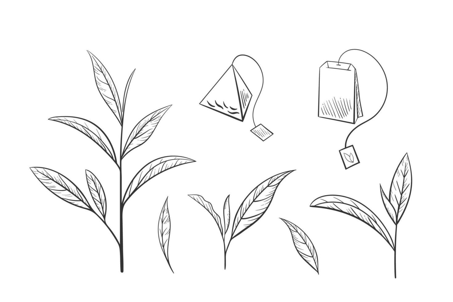 handritad set grönt te blad siluett. skissa ekologisk mat och dryck. vektor illustration, isolerade svarta element på en vit bakgrund.