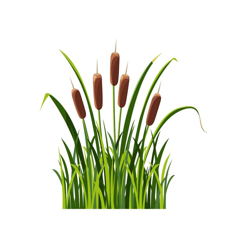 Sumpf-Rohrkolben im Gras, isoliert auf weiß. Abbildung Schilf im Cartoon-Stil. vektor